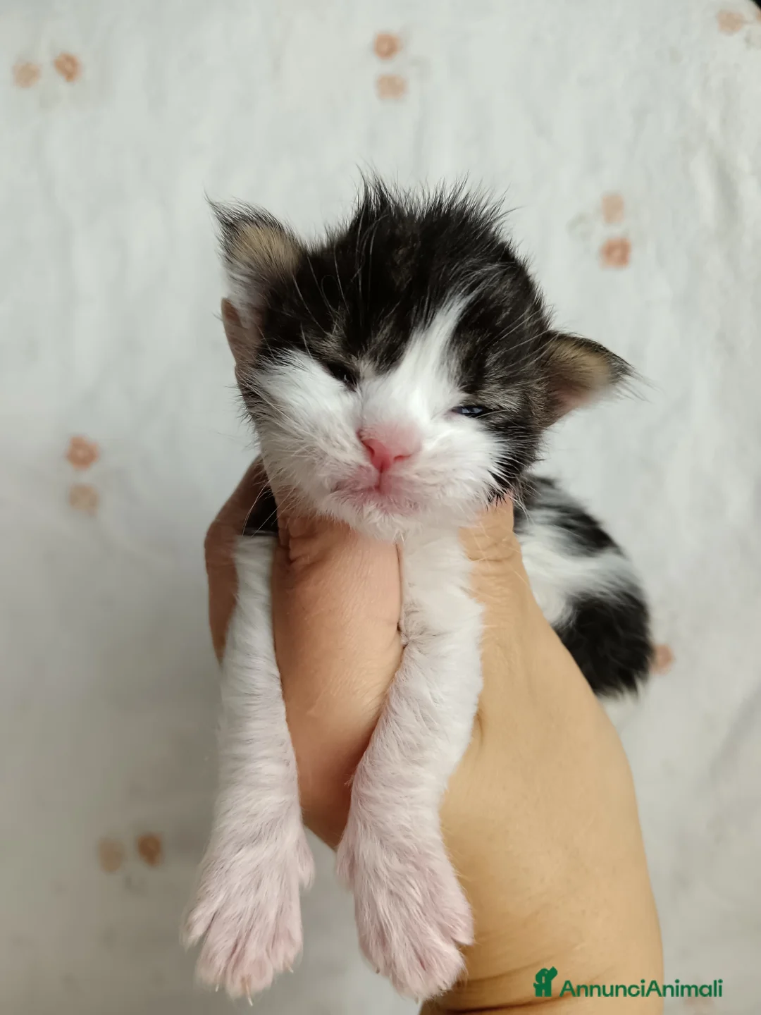 Maine Coon gatti in vendita: Cuccioli Maine coon bicolori - Annuncio 7
