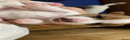 Jack Russell cani in vendita: Jack Russell terrier PELO CORTO e BROKEN - Annuncio 10