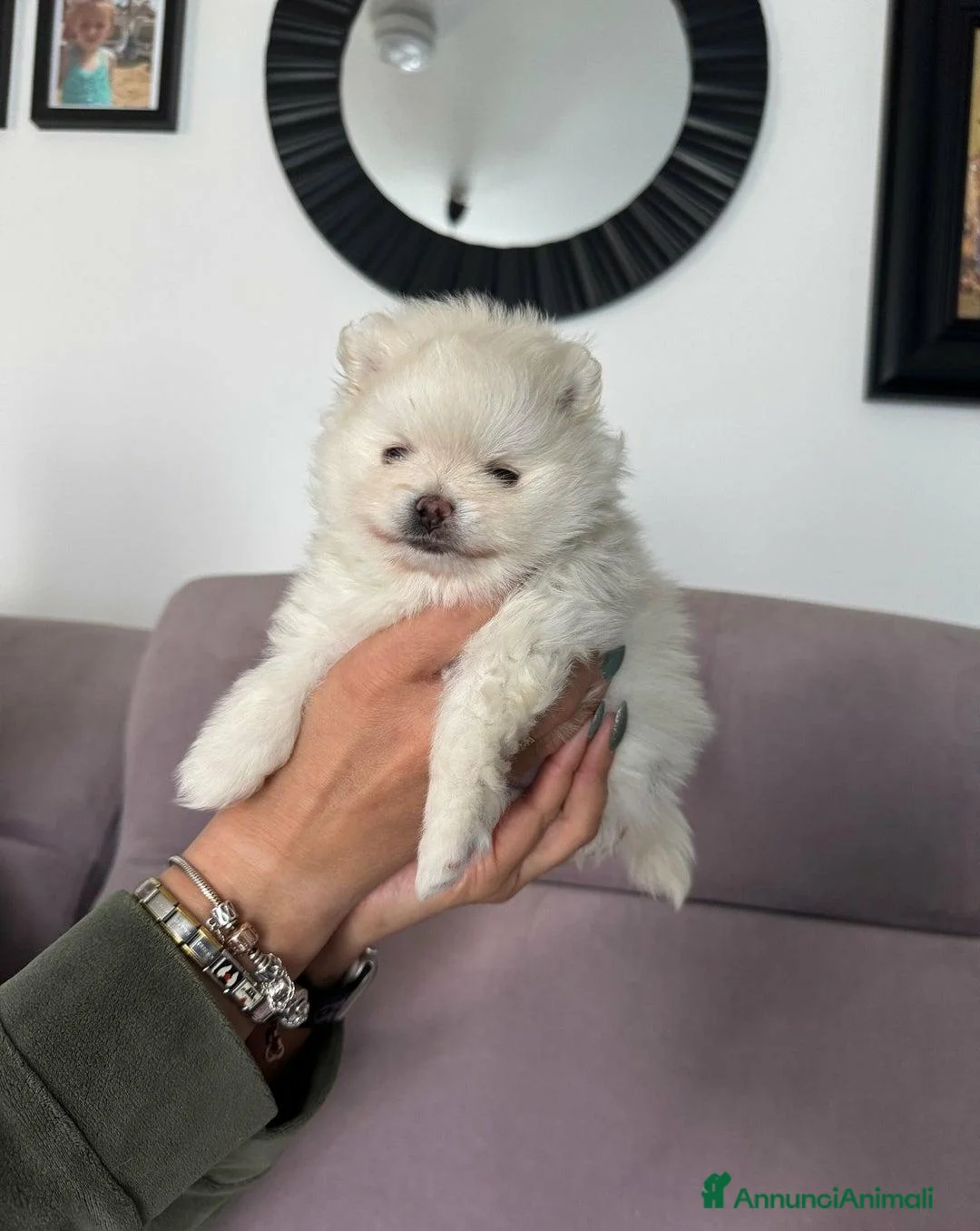 Volpino Pomerania cani in vendita: Cuccioli di Pomerania di alta qualità a Città metropolitana di Milano - Annuncio 3