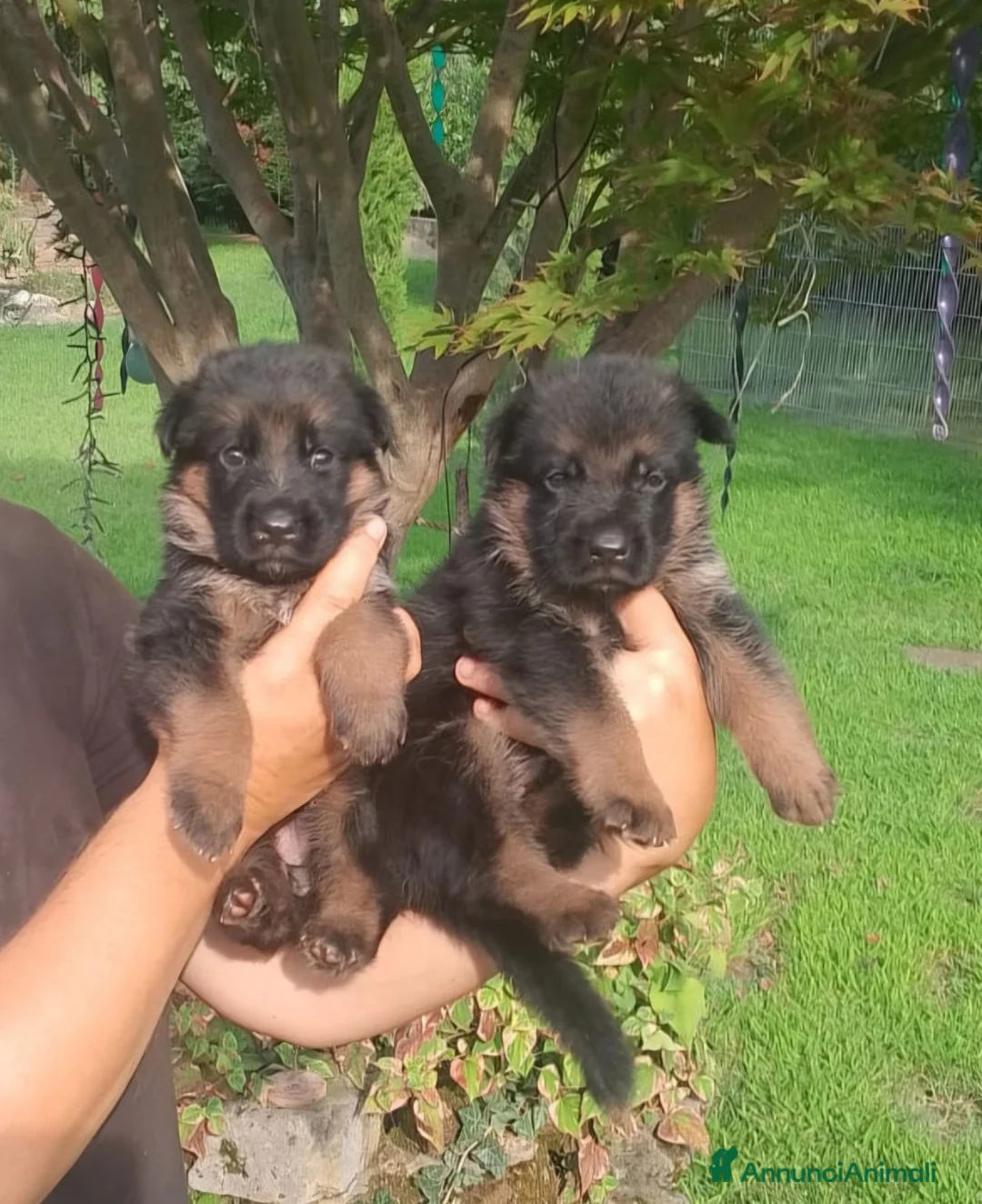 Pastore Tedesco cani in vendita: cuccioli di pastore tedesco - Annuncio 2