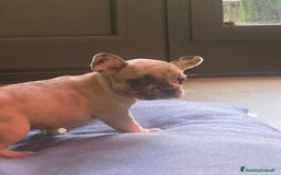 Bandog cani in vendita: Cuccioli di bulldog francese  a Città metropolitana di Milano - Immagine 6