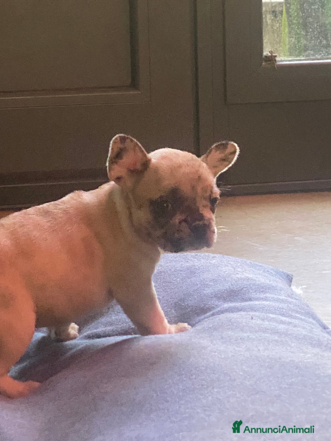 Bandog cani in vendita: Cuccioli di bulldog francese  a Città metropolitana di Milano - Immagine 6