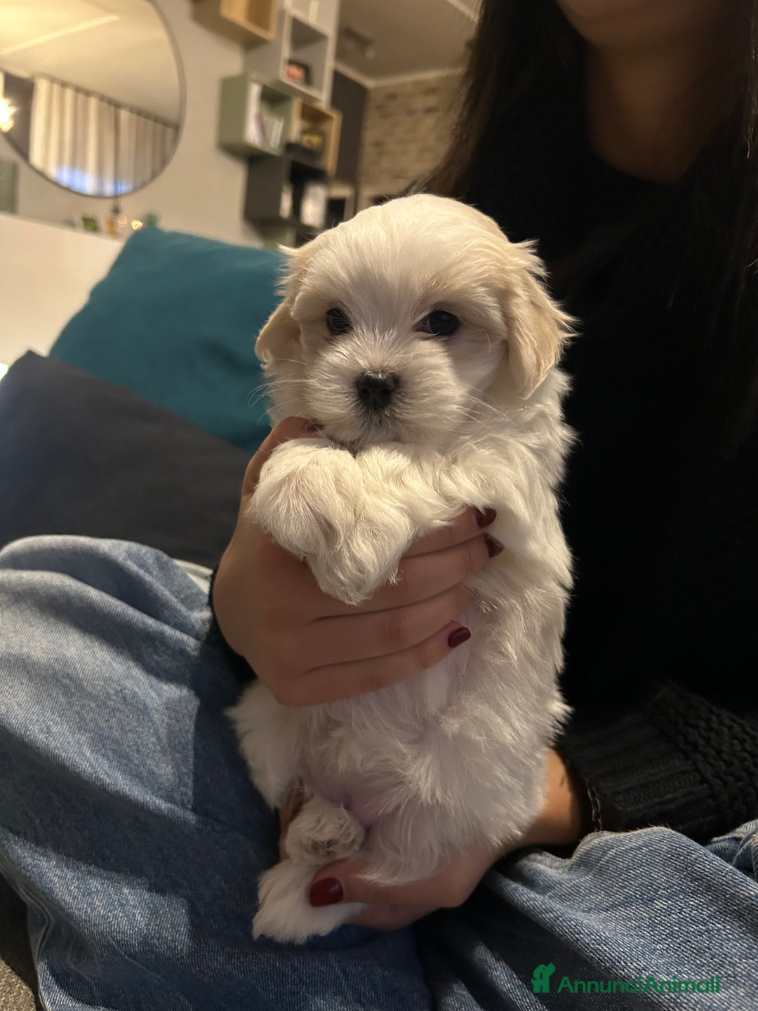 Maltese cani in vendita: Cuccioli Maltesi: Piccoli Tesori in Cerca di Casa - Annuncio 5
