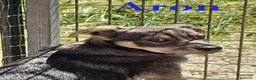 Meticcio cani in regalo: Aron e Jago dolcissimi cuccioli in adozione - Annuncio 1
