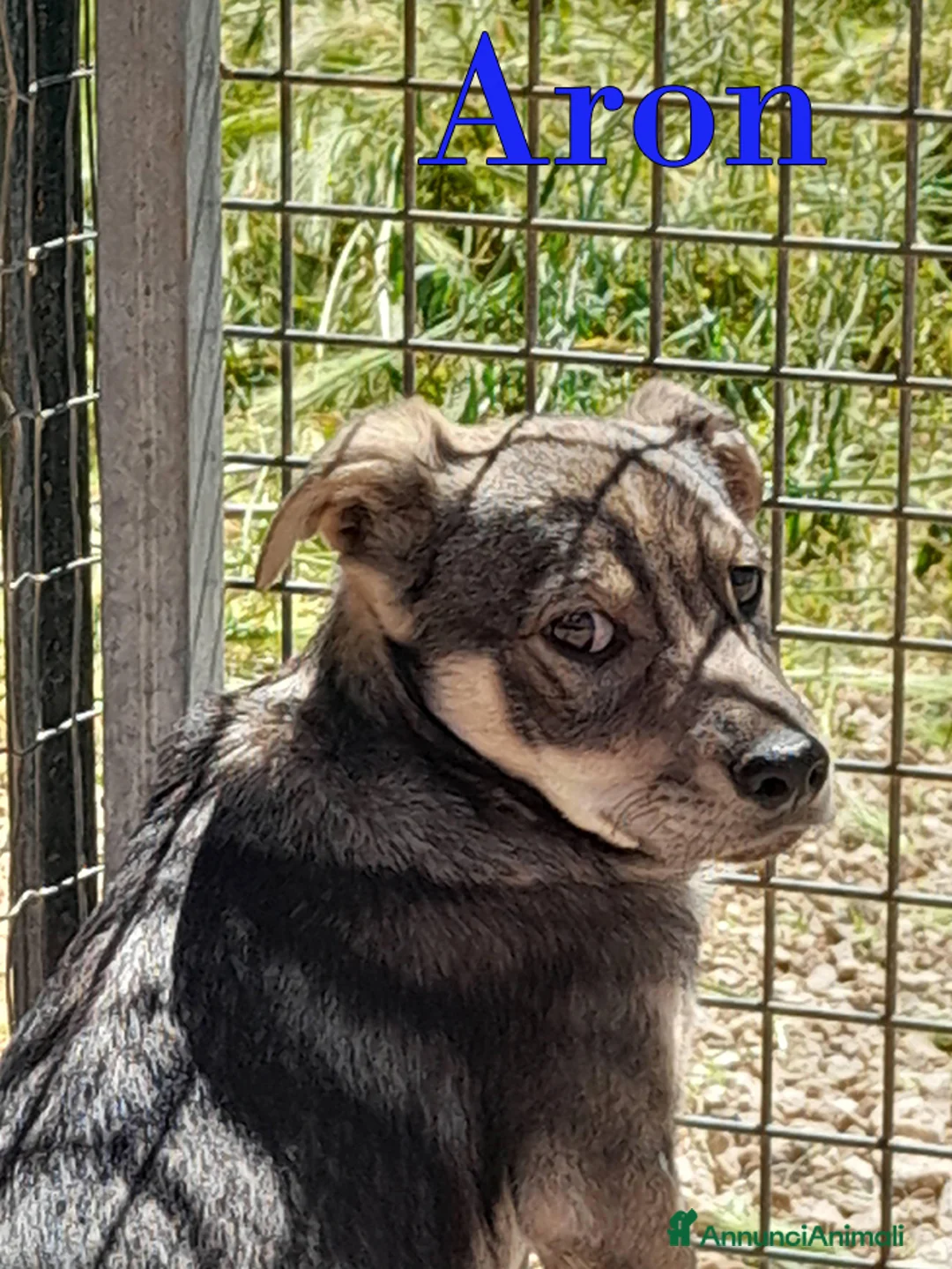 Meticcio cani in regalo: Aron e Jago dolcissimi cuccioli in adozione - Annuncio 1