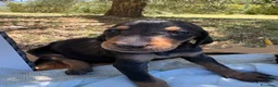 Meticcio cani in regalo: Cuccioli meticci  - Annuncio 2