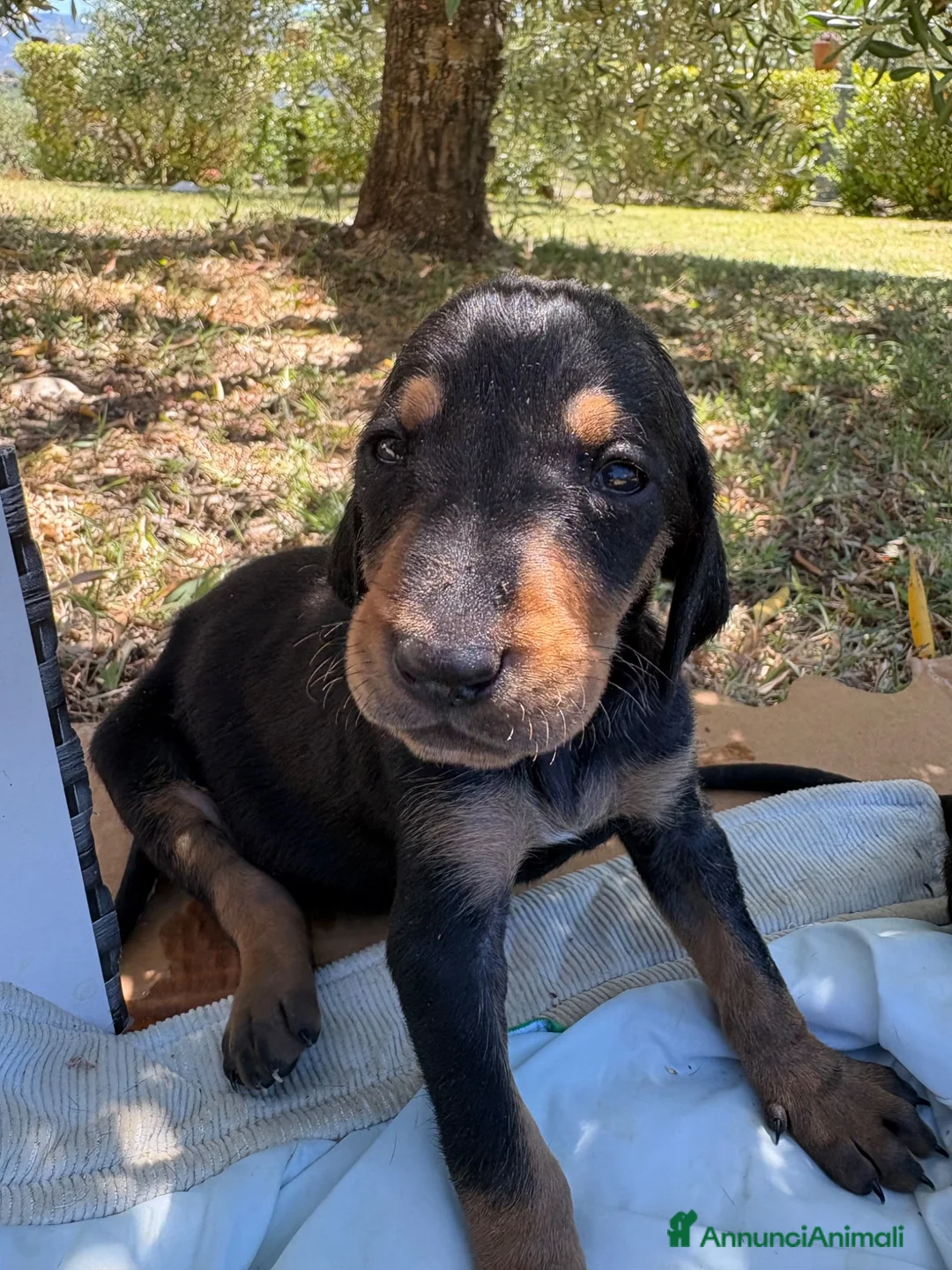 Meticcio cani in regalo: Cuccioli meticci  - Annuncio 2