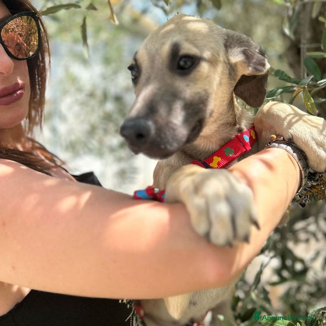 Meticcio cani in regalo: 8 cuccioli da salvare, 4 mesi: Gohan, Goku, ... a Provincia di Bergamo - Immagine 16