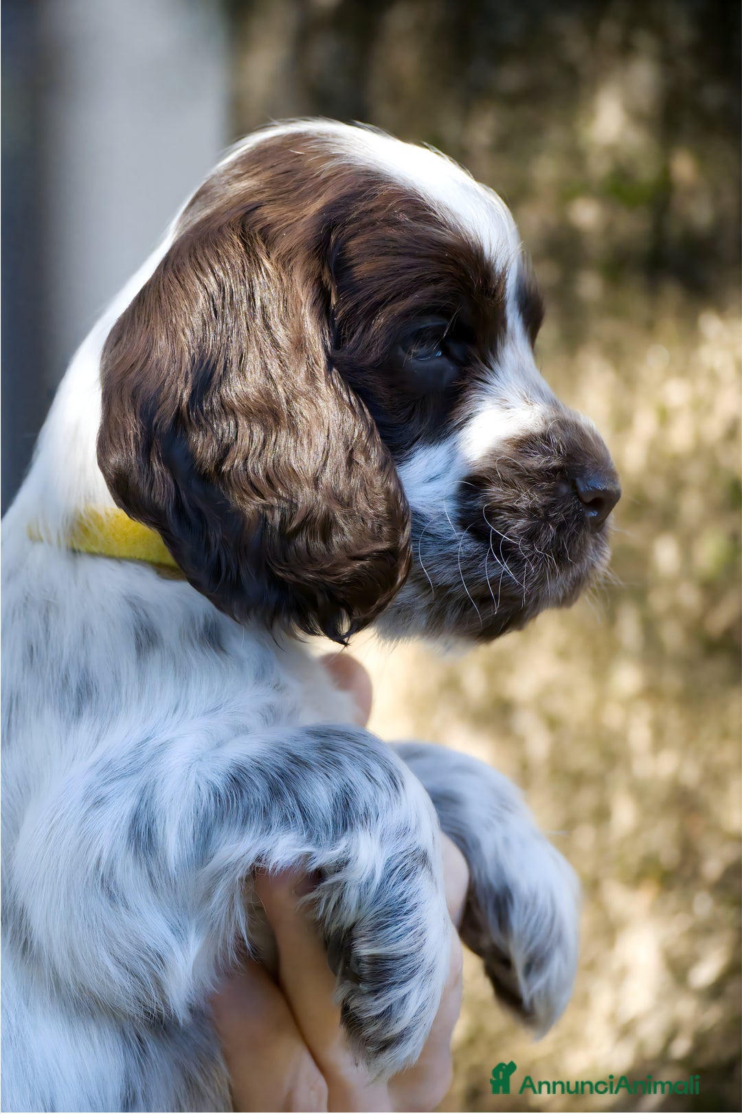 Cocker cani in vendita: Cocker Spaniel Inglesi - Cioccolato Roano  - Annuncio 5