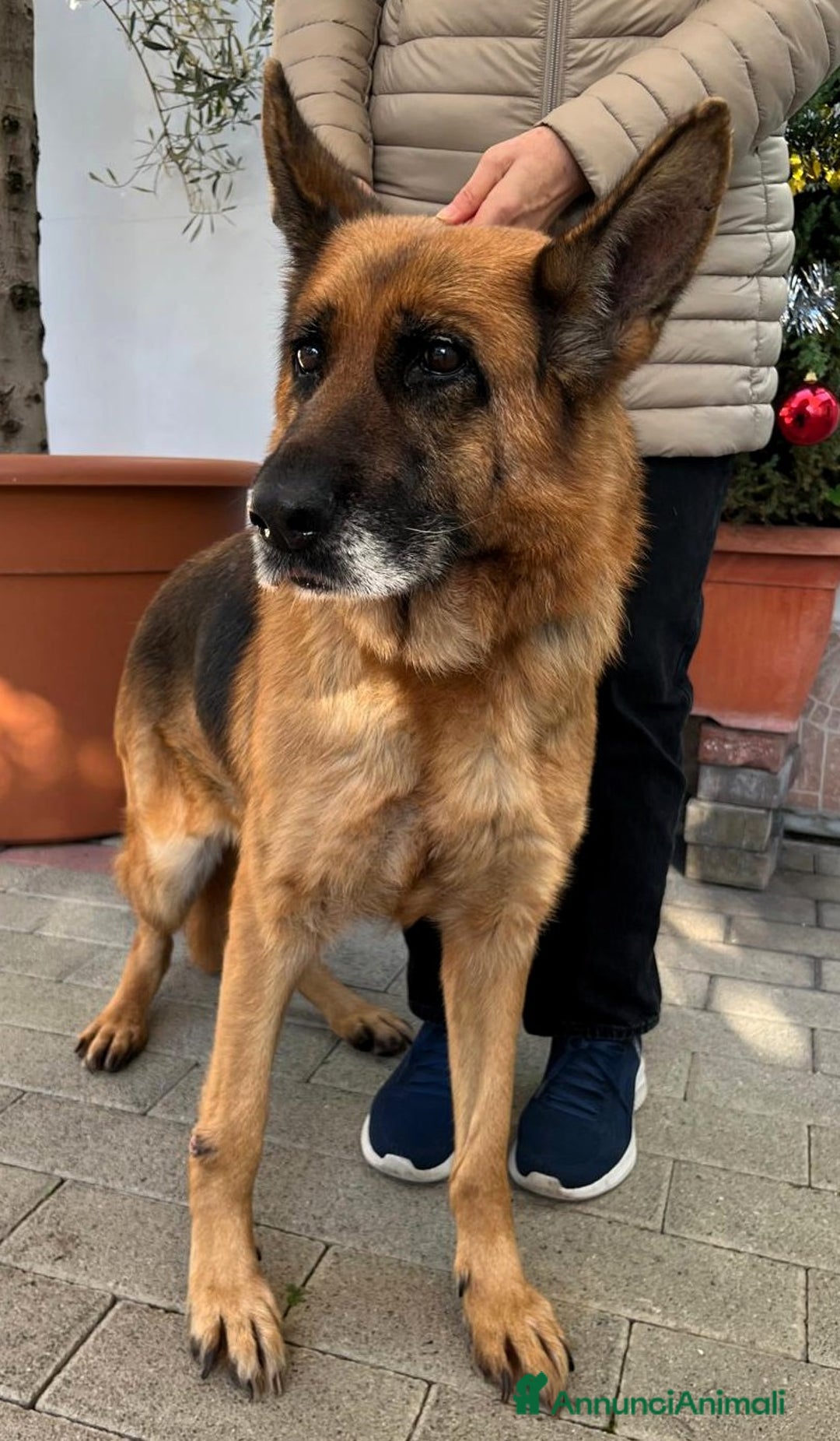 Pastore Tedesco cani in regalo: GIANNA PASTORE TEDESCO - Annuncio 4