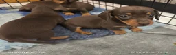 Bassotto cani in vendita: Bassotto tedesco femmina kaninchen  - Annuncio 2