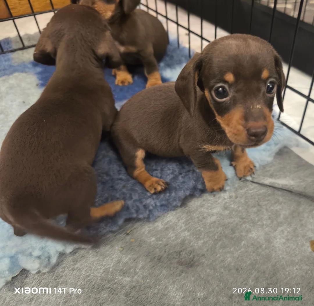 Bassotto cani in vendita: Bassotto tedesco femmina kaninchen  - Annuncio 2