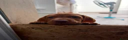 Bracco cani in vendita: Cuccioli di bracco ungherese (Viszla) disponibili - Annuncio 9