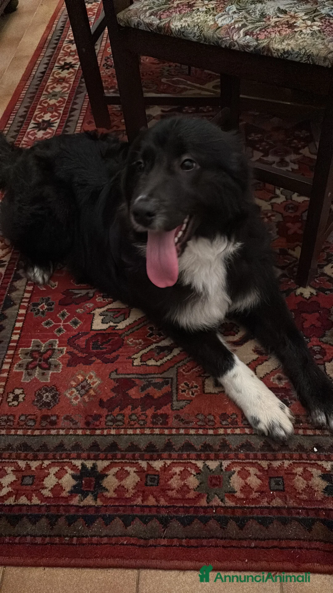 Meticcio cani in regalo: Cane  - Annuncio 1