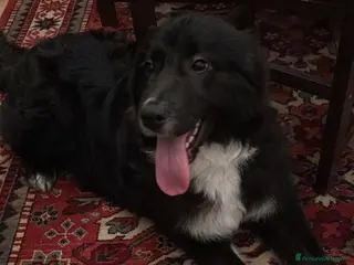 Meticcio cani Cane - Annuncio 27