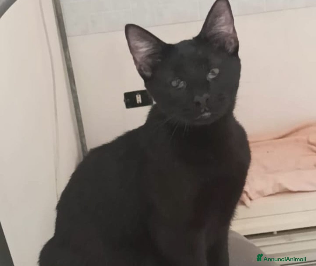 Europeo gatti in regalo: GATTI E GATTINI  - Annuncio 7