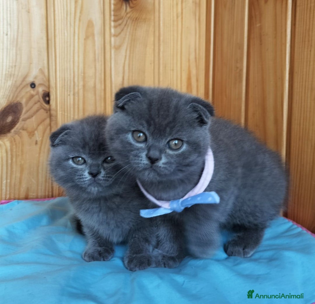 Scottish gatti in vendita: Scottish  - Annuncio 3
