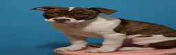 Pitbull cani in vendita: Cucciola di pitbull  - Annuncio 1