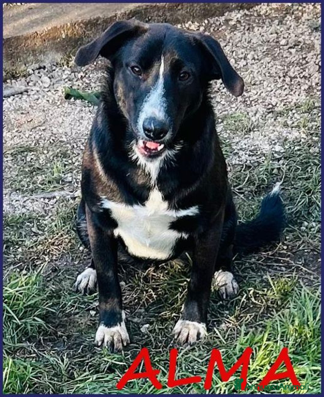 Meticcio cani in regalo: ALMA giovanissima dolce coccolona! - Annuncio 1