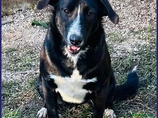 Meticcio cani ALMA giovanissima dolce coccolona! - Annuncio 37