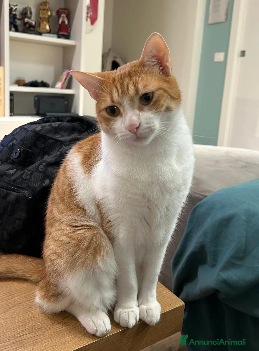 Europeo gatti in regalo: JAMIE ed EMY, teneri mici in adozione! - Annuncio 5