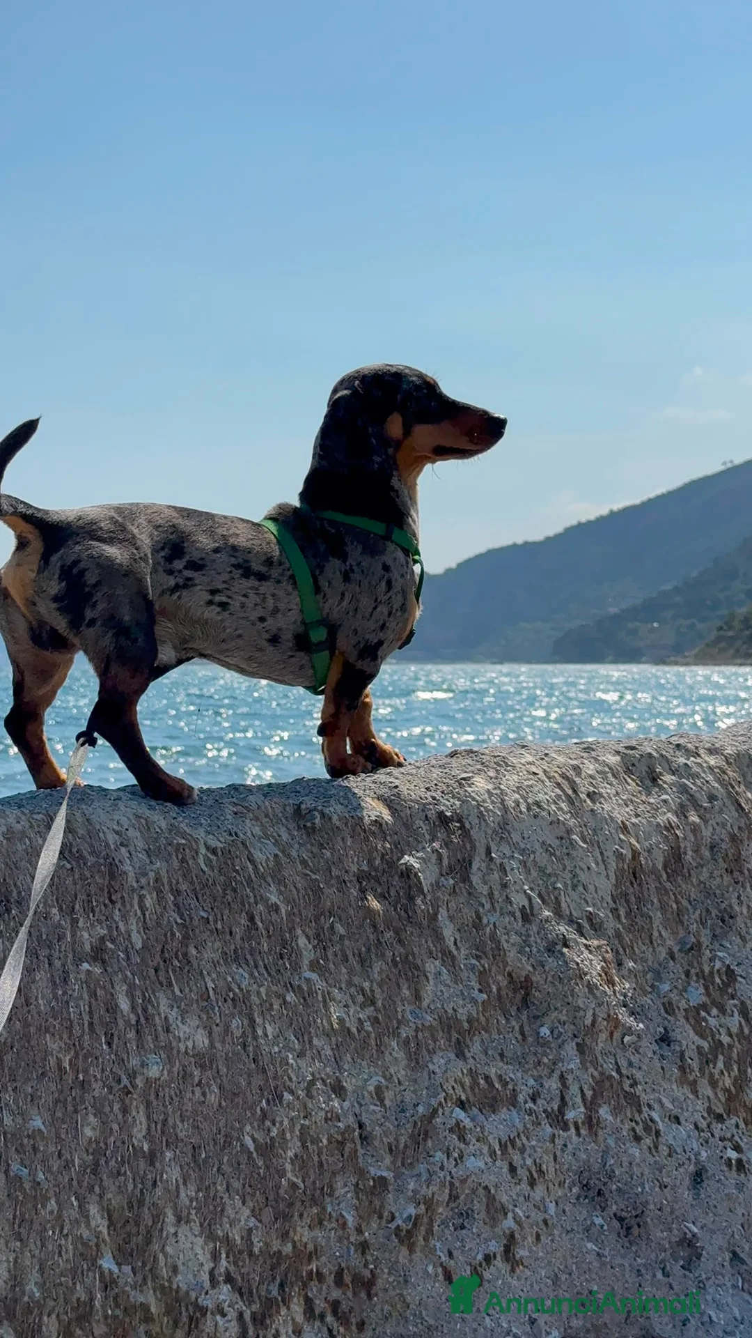 Bassotto cani per accoppiamento: Accoppiamento Bassotto Maschio - Annuncio 2