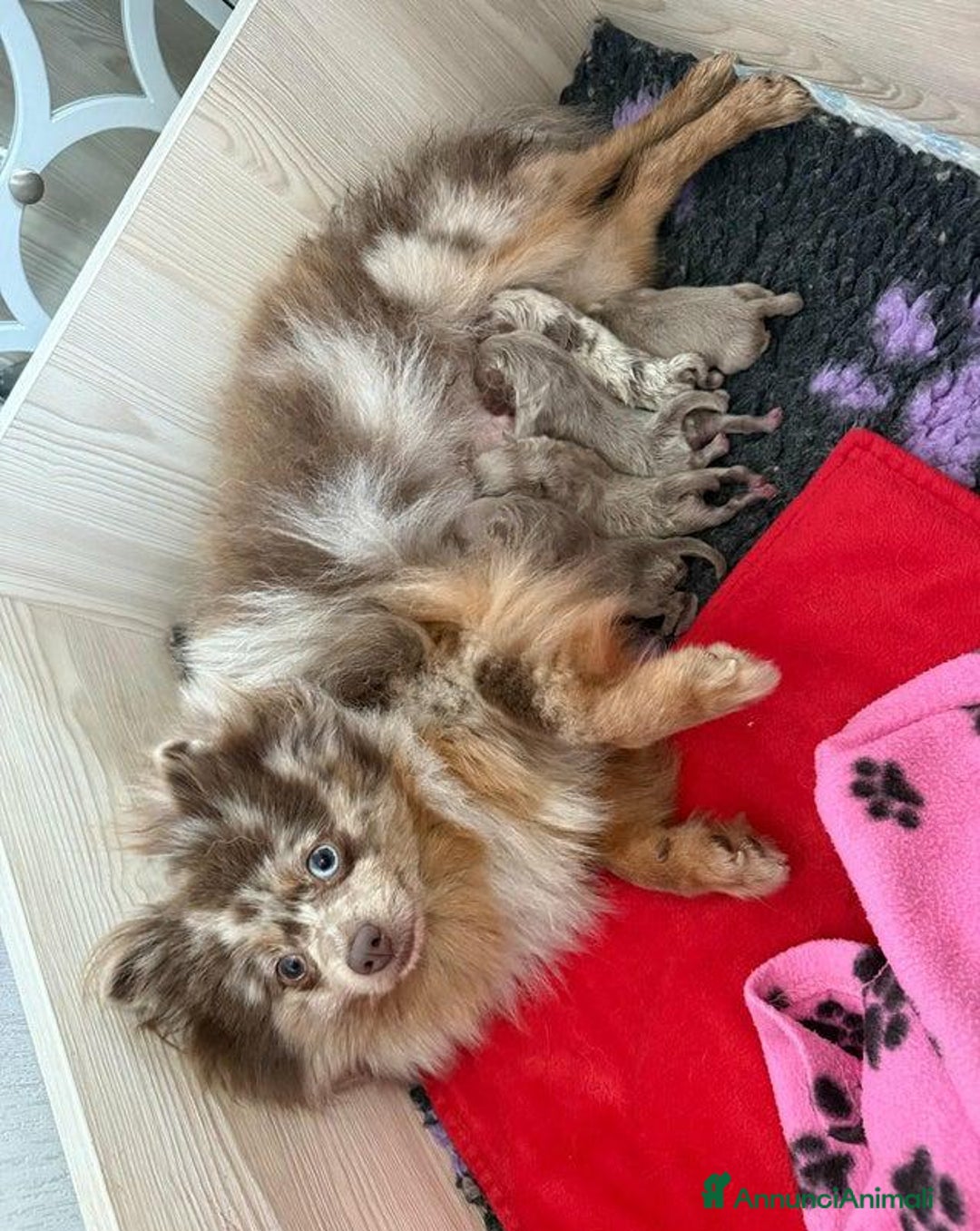 Volpino Pomerania cani in vendita: Bella ragazza pomerania lasciata - Annuncio 10
