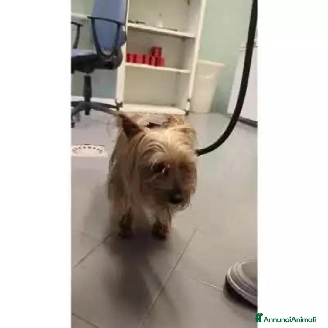 Yorkshire cani in regalo: ADOZ.del cuore: finita in canile sanitario!!! - Annuncio 1