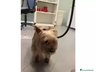 Yorkshire cani ADOZ.del cuore: finita in canile sanitario!!! - Annuncio 1