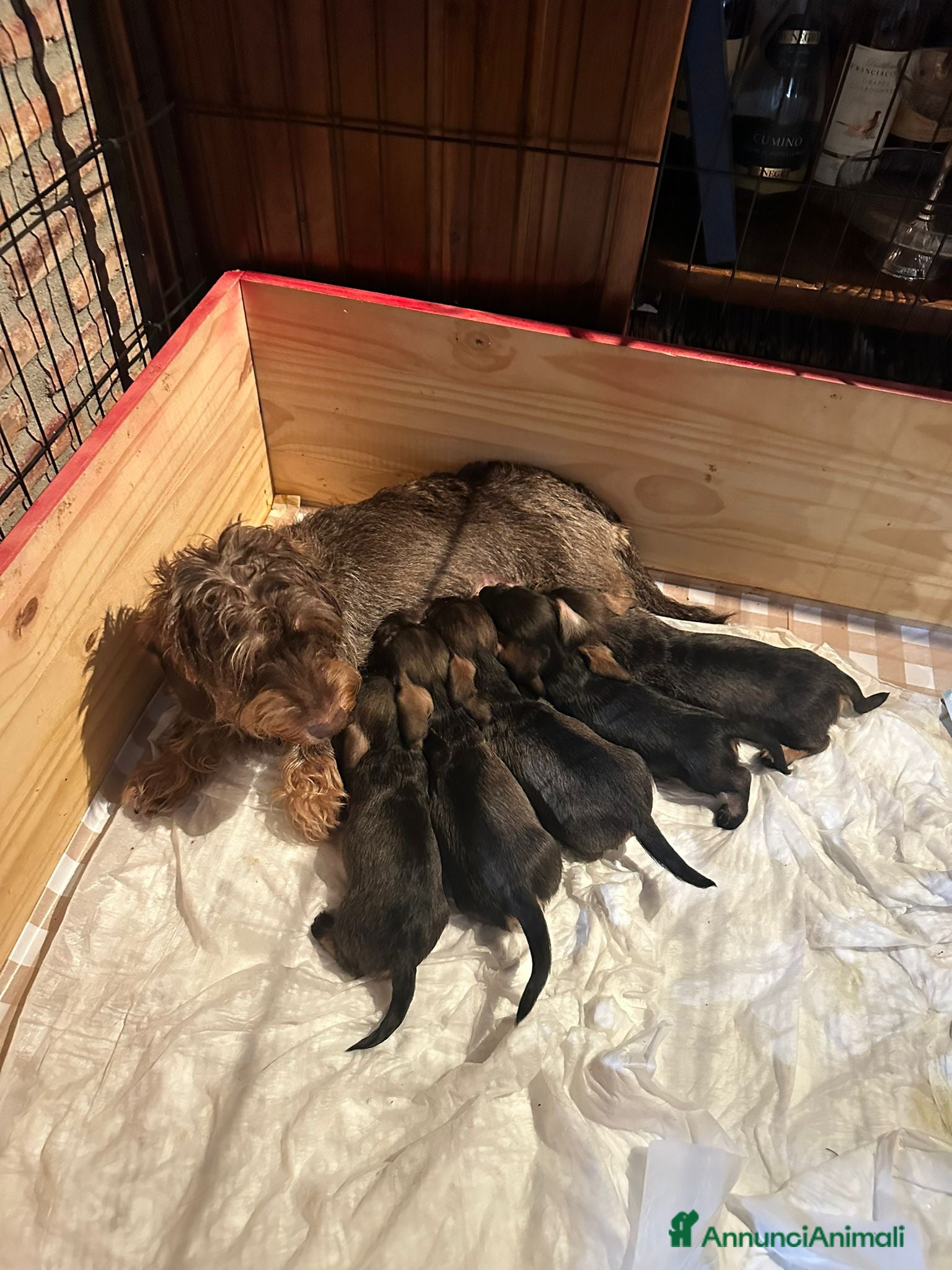 Bassotto cani Bassoti pelo ruvido - Annuncio 1