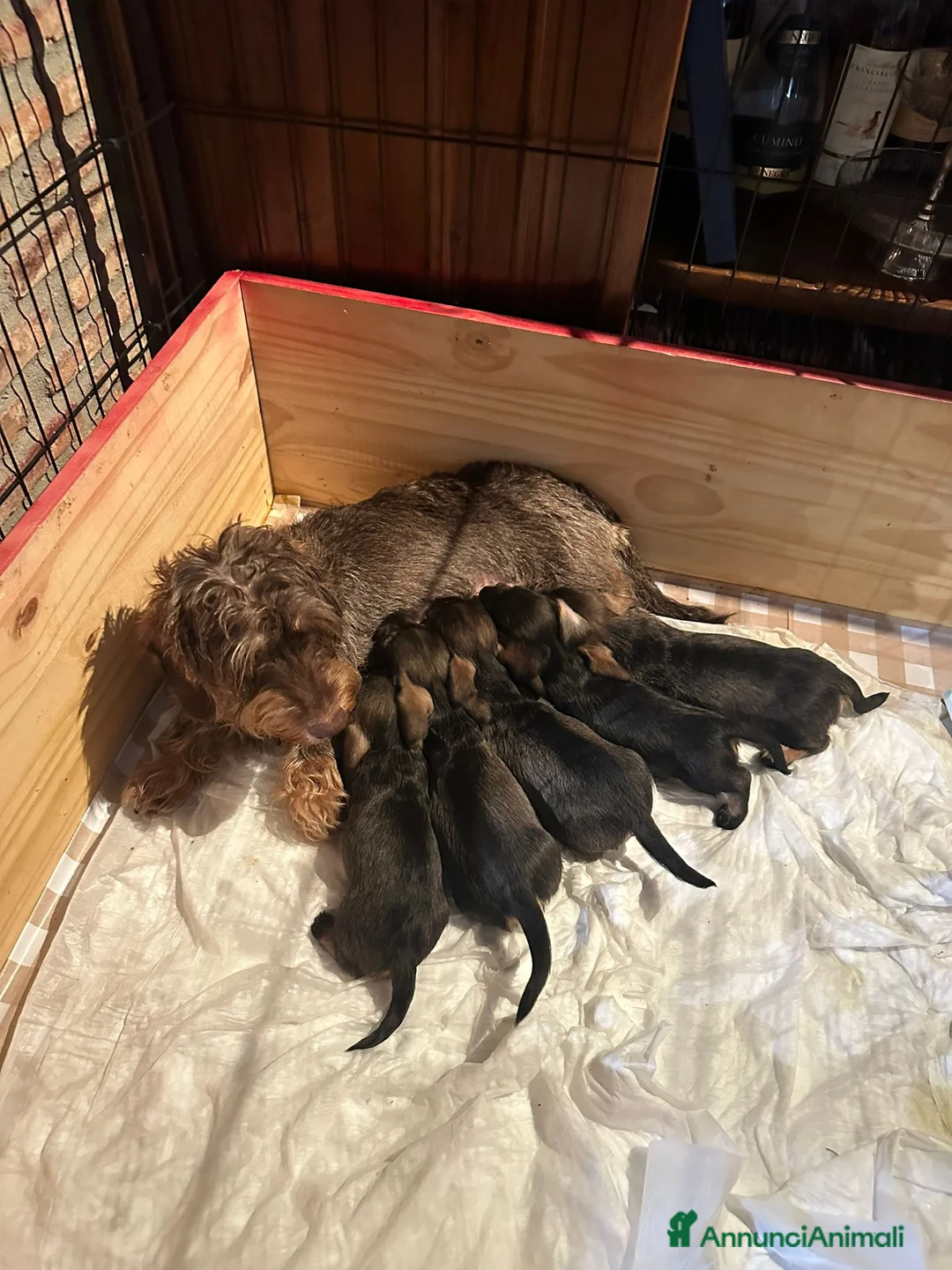 Bassotto cani in vendita: Bassoti pelo ruvido - Annuncio 1