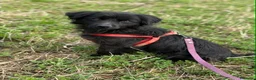 Meticcio cani in regalo: MONICA, coccolona in nero! TG PICCOLA - Annuncio 1