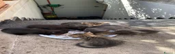 Meticcio gatti in regalo: 5 gattini cercano casa ❤️ - Annuncio 1