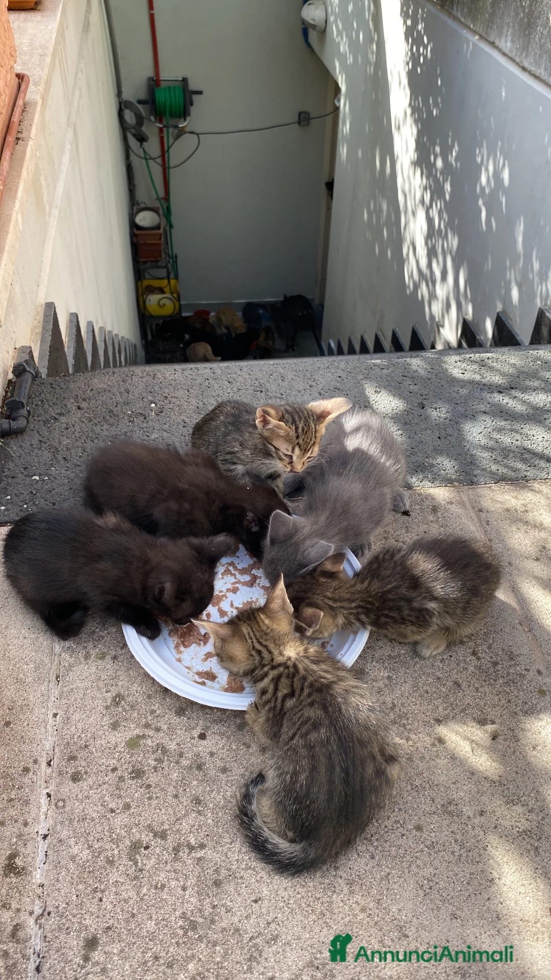 Meticcio gatti in regalo: 5 gattini cercano casa ❤️ - Annuncio 1