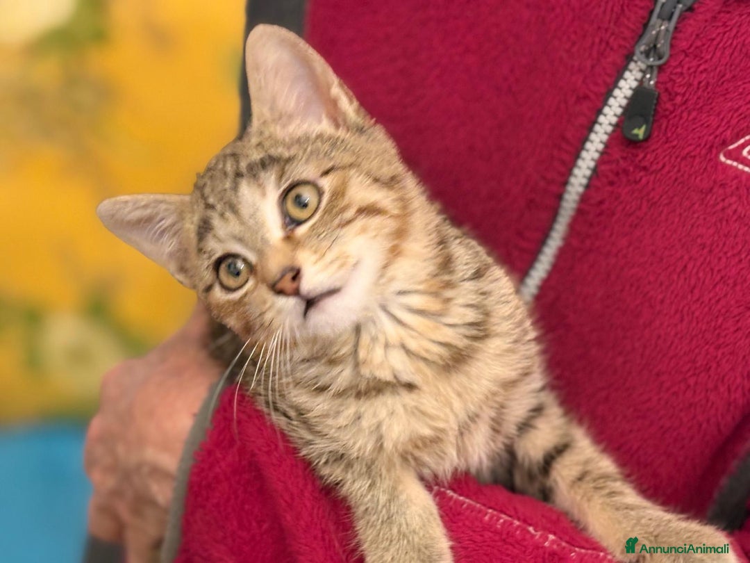 Europeo gatti in regalo: Gattino maschio 3 mesi - Annuncio 4