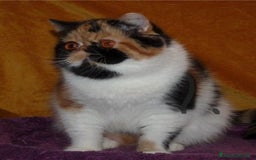 Persiano gatti in vendita: Bellissimo cucciolo persiano a Città metropolitana di Milano - Immagine 2