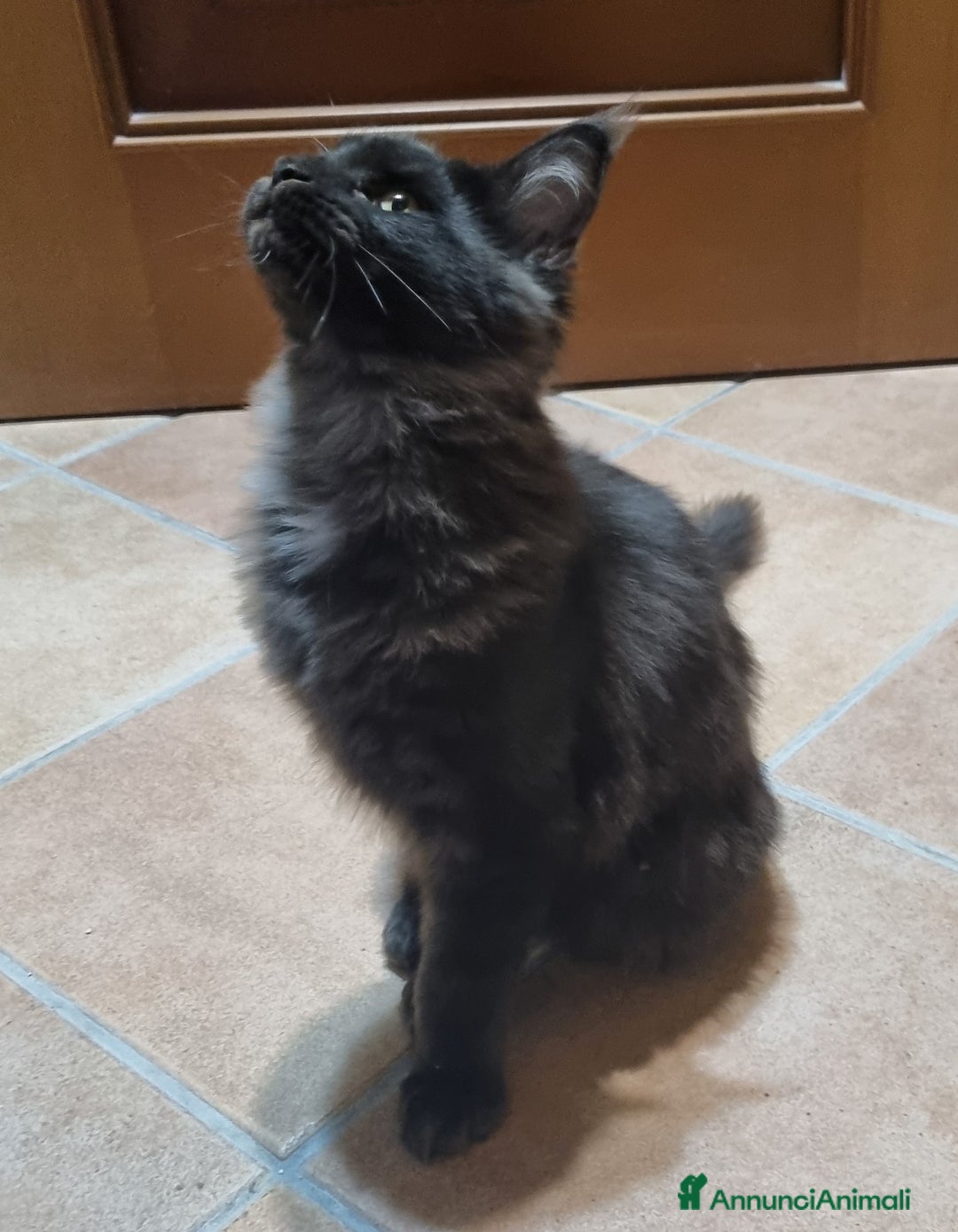 Maine Coon gatti in vendita: TENERISSIMA CUCCIOLA MAINE COON PEDIGREE ANFI - Annuncio 5