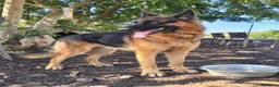 Pastore Tedesco cani in regalo: Pastore tedesco - Annuncio 2