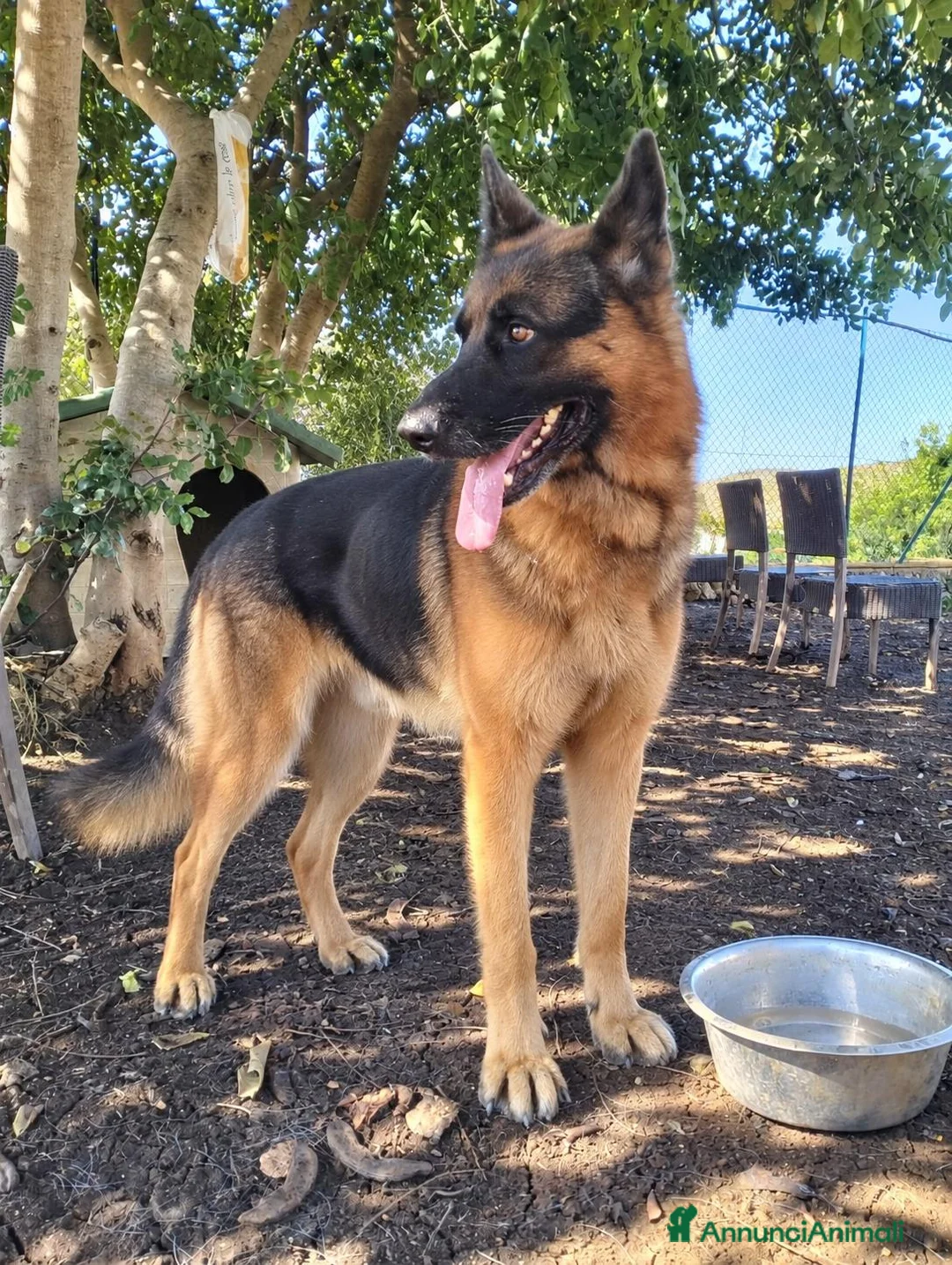 Pastore Tedesco cani in regalo: Pastore tedesco - Annuncio 2