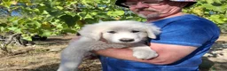 Meticcio cani in regalo: Gelso il capolavoro  - Annuncio 3