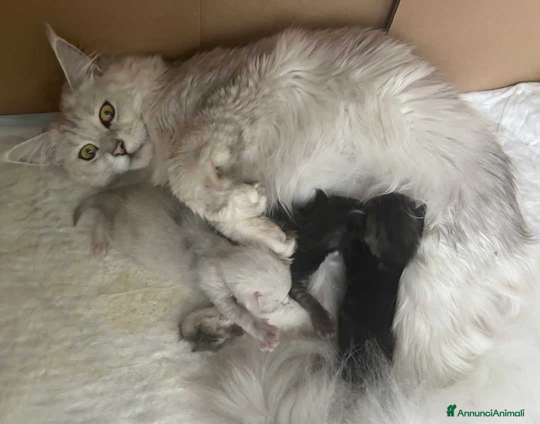 Maine Coon gatti in vendita: Maine Coon femmina 7 mesi con pedigree  - Annuncio 12