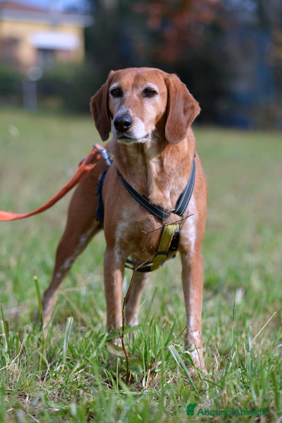 Meticcio cani in regalo: Pia 15kg 6 anno socievole e brava - Annuncio 2