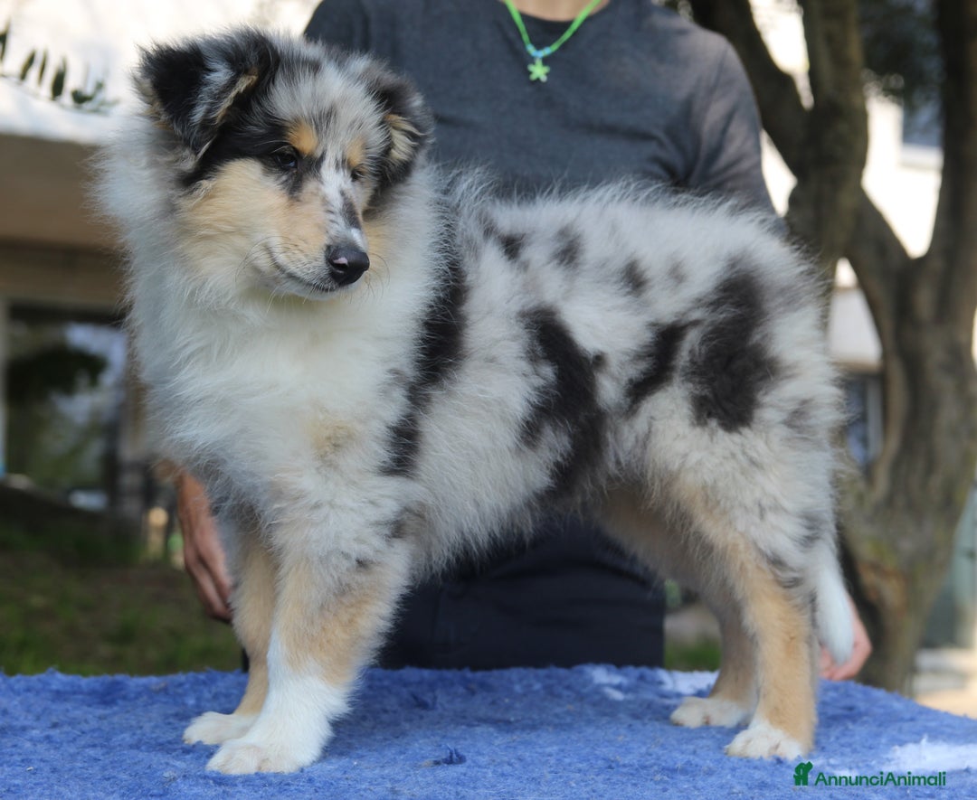 Collie cani in vendita: Cucciolo di pastore scozzese a pelo lungo  - Annuncio 2
