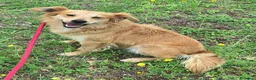 Meticcio cani in regalo: Plinio 2 anni Taglia piccola  - Annuncio 7
