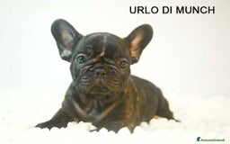 Bulldog Francese cani in vendita: cuccioli di bouledogue francese - Annuncio 3