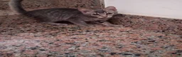 Altre razze gatti in regalo: Abbiamo nove cuccioli tigrati a Provincia di Macerata - Annuncio 3