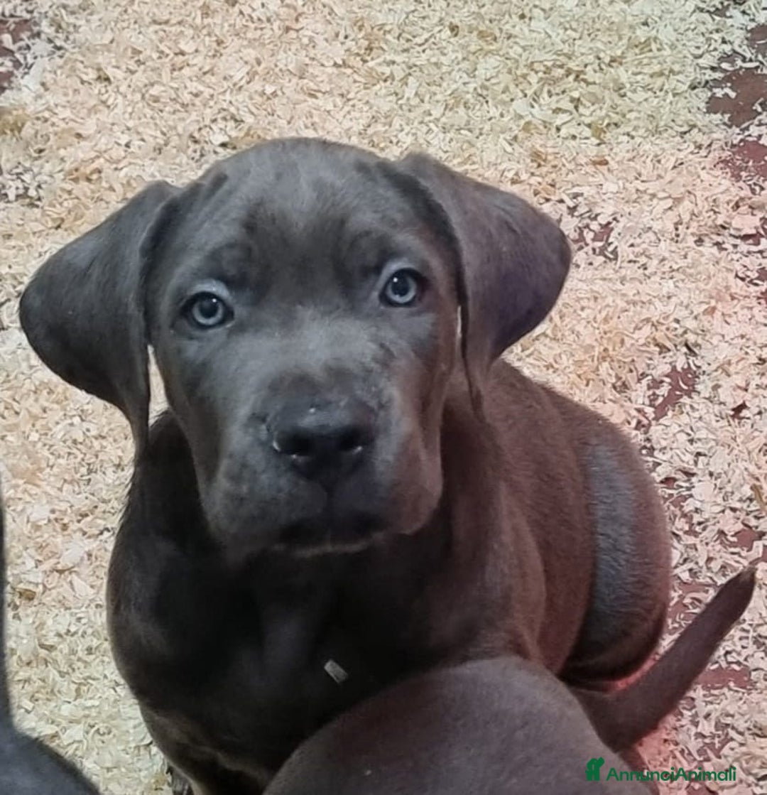 Cane Corso cani in vendita: Cuccioli di cane corso - Annuncio 2