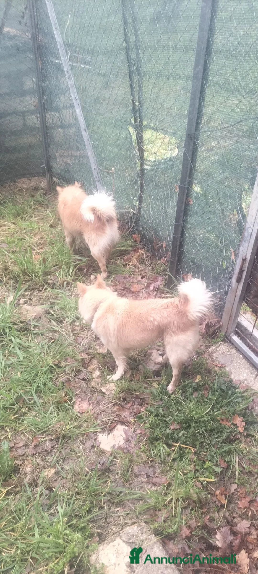 Volpino Italiano cani in vendita: Volpino italiano  - Annuncio 1