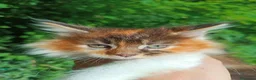 Maine Coon gatti in vendita: Cuccioli Maine Coon pedigree alta genealogia  - Annuncio 1
