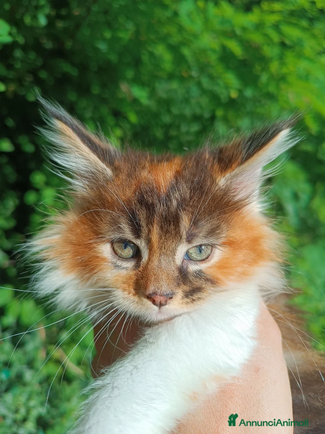 Maine Coon gatti in vendita: Cuccioli Maine Coon pedigree alta genealogia  - Annuncio 1